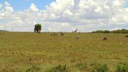 group of herbivore animals in savanna at africa Stock Footage