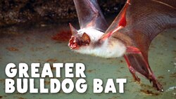 How This Bat Learned To Fish Instructional Video