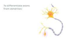 Neurons Instructional Video