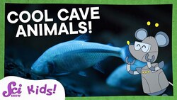 The Amazing Adaptations of Cave Animals! | Let's Explore Caves! | SciShow Kids Instructional Video