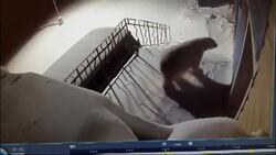 Watch: Polar bear in Russian archipelago peaks inside a house News Clip