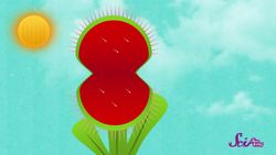 Meat-Eating Plants Instructional Video