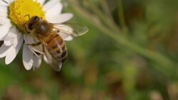 Exploring the Rare Phenomenon of Teaching in the Animal Kingdom Instructional Video