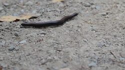 Northwest millipede, or Haraphe haydeniana, is abundant in Pacific Northwest forests. Stock Footage
