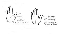 What the Thumb Reveals in Palm Reading Instructional Video