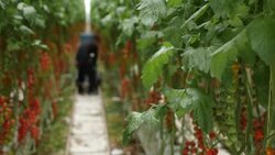 British tomato farm News Clip