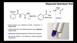 Hippurate Hydrolysis Test | Theory & Results Instructional Video