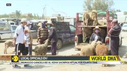 Morocco bans sheep entry into cities ahead of Eid al-Adha News Clip