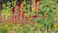 Alan Kapuler: Ethical Living and Gardening as a Metaphor for Life Instructional Video