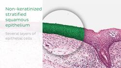 Stratified epithelium Instructional Video