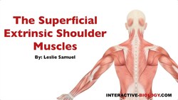 087 The Superficial Extrinsic Shoulder Muscles Instructional Video