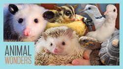 The Hardest Part of Caring for Animals Instructional Video