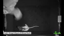 Scishow Quiz Show: Supersonic Giggles and Bat Cigars Instructional Video