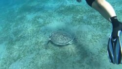 CLEAN : Egypt's Red Sea could be world's last coral refuge News Clip