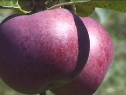 Introduction to Gymnosperms Instructional Video