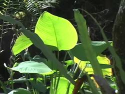 What Is Light?: Using Light Instructional Video