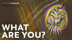 These Walking Ciliates Are Frustrating Instructional Video