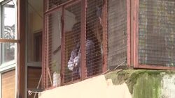 CLEAN : Indian state looks for a way out of its monkey problem News Clip