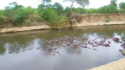 herd of hippos in mara river at africa Stock Footage