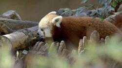 How Red Panda Network is Protecting Red Panda Populations Instructional Video