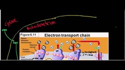 NEW!!! L-Lactate Dehydrogenase: Physiology, Biochemisty, and Mechanism Instructional Video