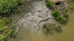 Wild World of Crocodiles: Drone's Eye View of Nature's Predators Stock Footage