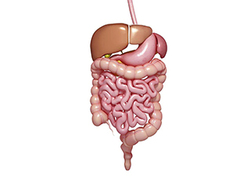Intestines Instructional Video
