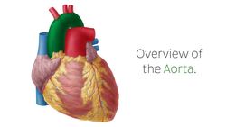 Thoracic aorta Instructional Video
