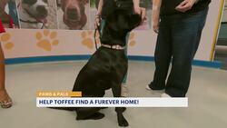 Toffee is as sweet as her name and ready for a new home News Clip