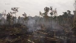 VOICED : UE cierra la puerta a productos vinculados a la deforestación News Clip