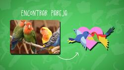 High Five Facts - Amphibians Choca Esos Cinco - Anfibios Instructional Video