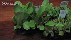How To Grow Lettuce Instructional Video