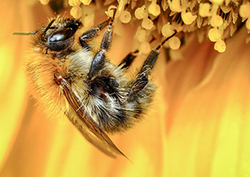 Pollination - Pollen Movement Instructional Video