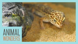 Is Sand Bad for Leopard Geckos? Instructional Video