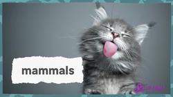 Dimetrodon, the Animal With a Sail! | The History of Life! | SciShow Kids Instructional Video