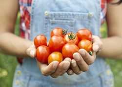 Tomato farms Instructional Video