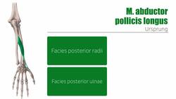 Tiefe Extensoren des Unterarms Instructional Video