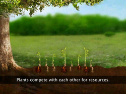 Seed Selection and Sowing Instructional Video