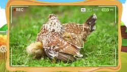 High Five Facts - Chicken
 Choca Esos Cinco - Pollo Instructional Video