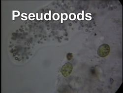Investigating Protists: Animal-like Protists Instructional Video