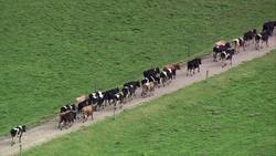 Flash: Milk Instructional Video