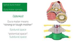 Spinal membranes and nerve roots Instructional Video