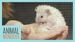 Prickle the Hedgehog's New Home and Nail Trim Instructional Video