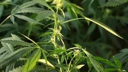 blooming medical cannabis plant Stock Footage