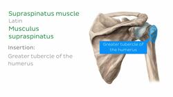 Muscles of the shoulder Instructional Video