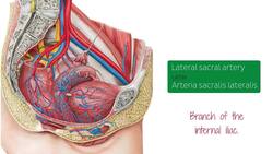 Blood vessels of the female pelvis Instructional Video