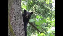 Redwood National and State Parks - Redwood Ranger Minute: American Black Bears Instructional Video