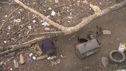Vultures go for easy pickings at US shopping mall Instructional Video