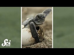 Eggs can drown. #shorts #science #SciShow Instructional Video