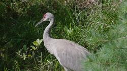 Depending on the Time of Year, These Sandhill Cranes Can Be Hard to Find Instructional Video